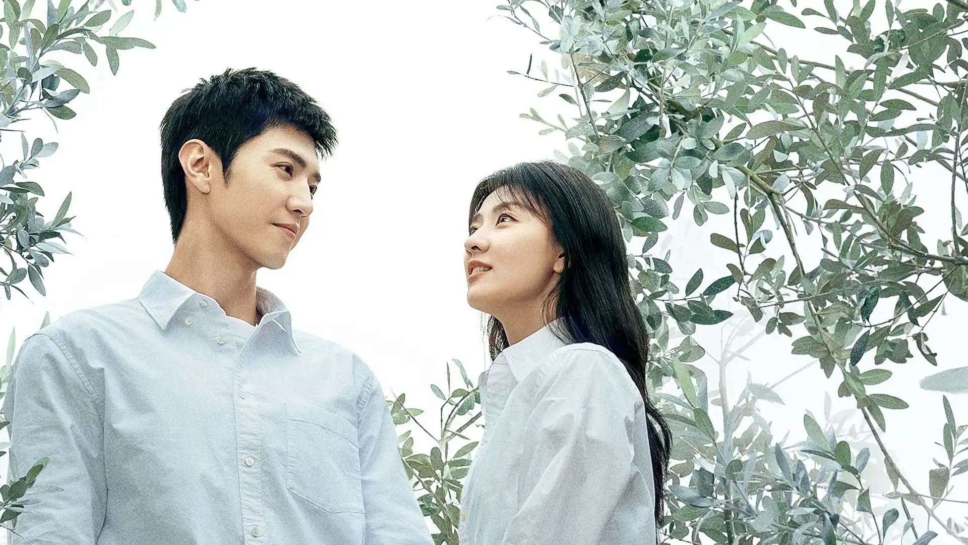 درخت زیتون سفید